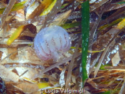 Jelly fish on sea grass by Lucio Valgimigli 